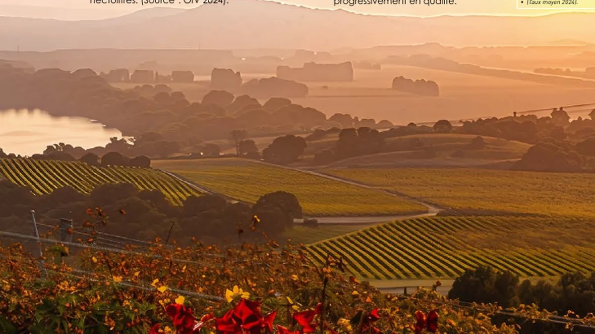 Paysage viticole illustrant le marché des boissons alcoolisées