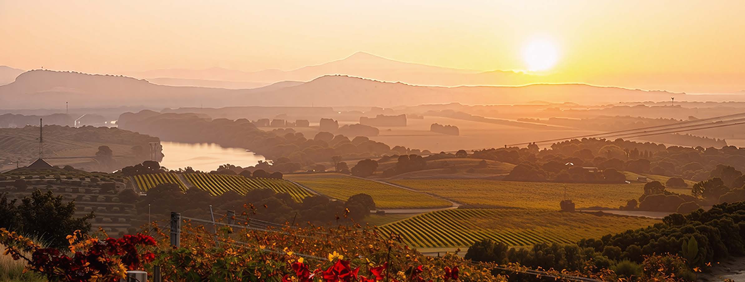 Lever de soleil sur les vignobles de la Vallée du Rhône