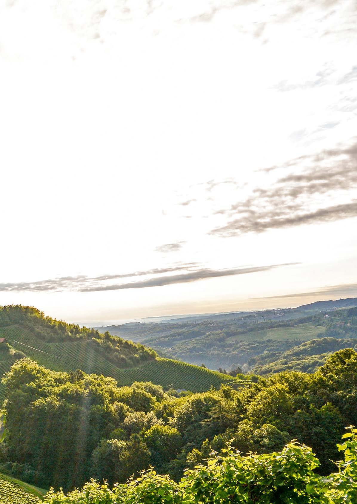 Vignobles, montagnes et verdure