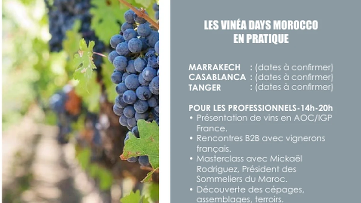 Grappe de raisin et supports du kit média Vinéa Days Morocco